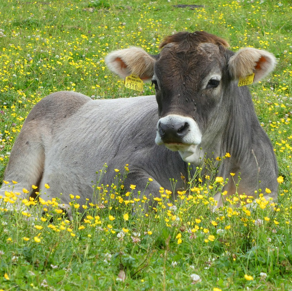 Kuh auf der Alm