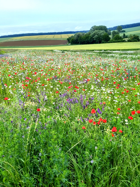 Blühstreifen im Sommer