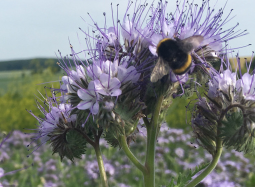 Biene auf einer Blume