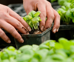 KI generiert: Hände pflanzen junge Setzlinge in einem kleinen Topf ein. Grünpflanzen sind im Vordergrund zu sehen.