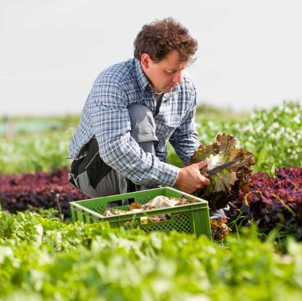 Andi bei der Salaternte