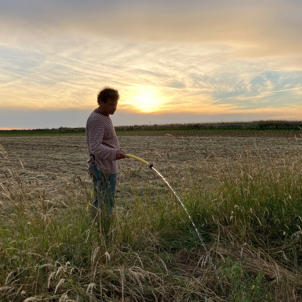 Andi bewässert Pflanzen auf dem Acker bei Abendsonne