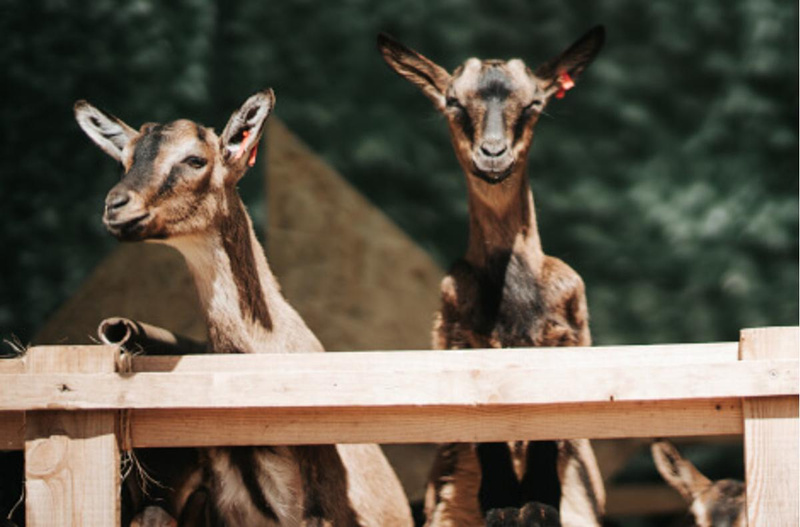 Käse aus Landolfshausen