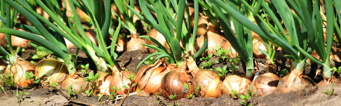 KI generiert: Zwiebeln wachsen im Boden; grüne Triebe ragen nach oben.