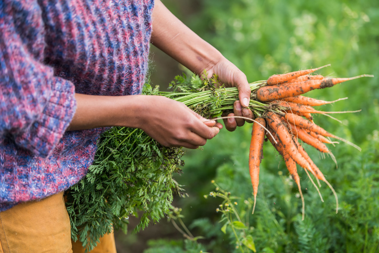 KI generiert: Person hält frisch geerntete Karotten in den Händen auf einem Feld.