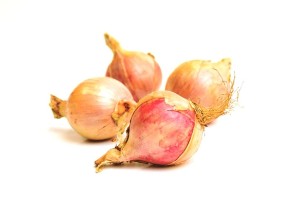 Produktfoto zu Zwiebel Rose de Keruel