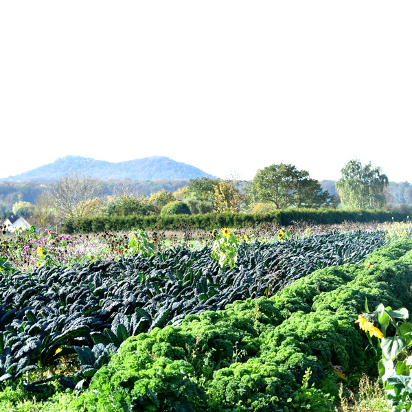 KI generiert: Ein Gemüsefeld mit Grünkohl vor einer hügeligen Landschaft und Bäumen.