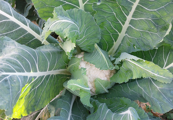 KI generiert: Ein Blumenkohlkopf wächst zwischen großen grünen Blättern.