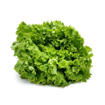 Produktfoto zu Salat, Batavia grün_rot, kleine Köpfe