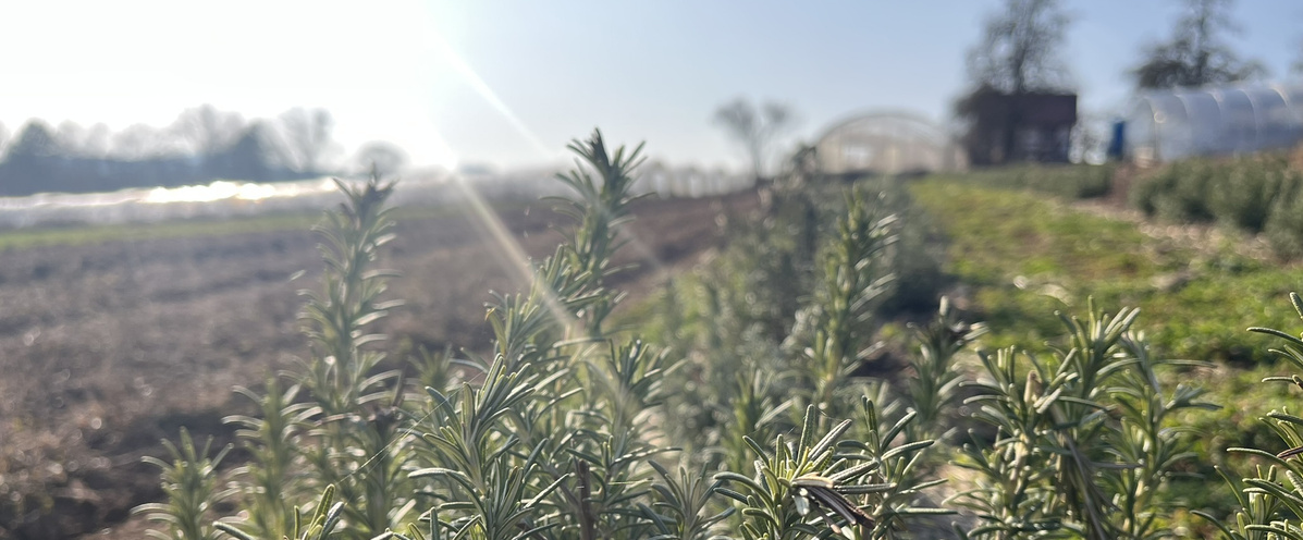 KI generiert: Rosmarinpflanzen in einem Feld mit Gewächshäusern im Hintergrund bei sonnigem Wetter.