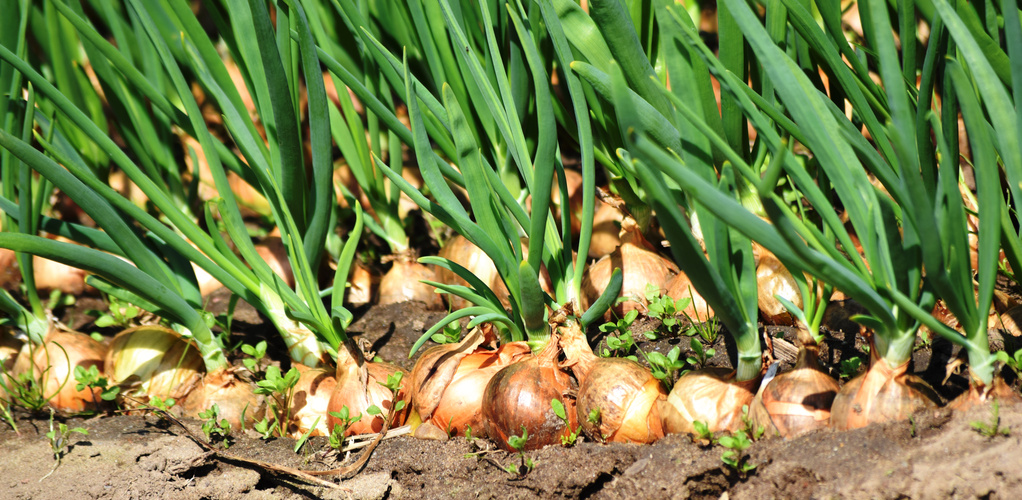 KI generiert: Zwiebeln mit grünen Trieben wachsen in Erde, dicht nebeneinander.