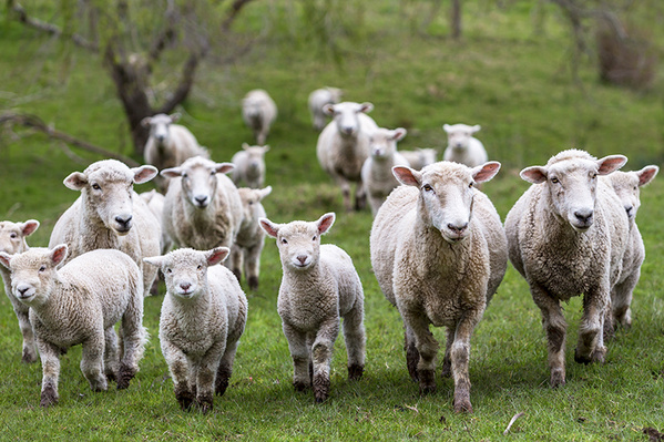 Fleisch & Fisch für's Osterfest