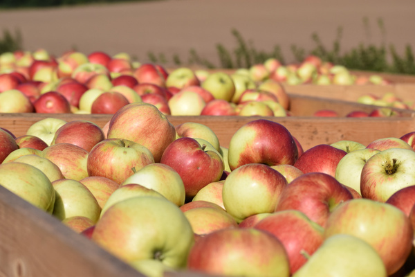 Äpfel