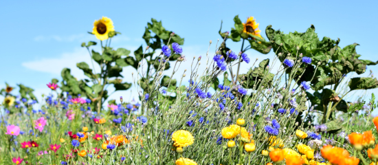 Bähstreifen Gärtnerei