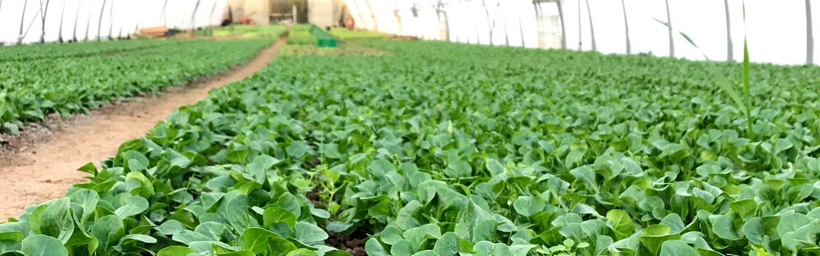 Feldsalat im Folientunnel