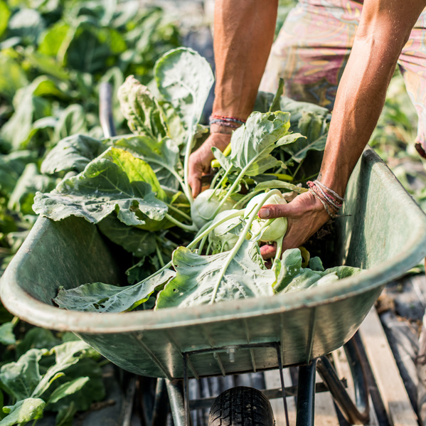 Kohlrabiernte