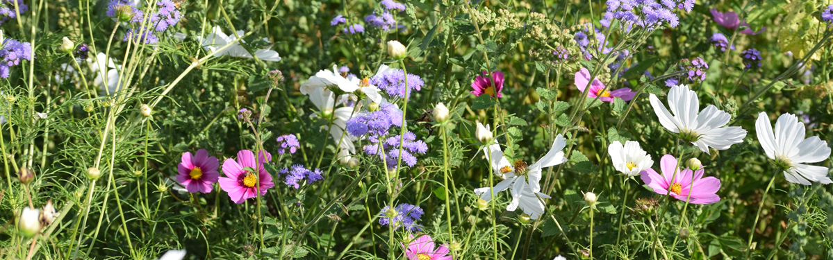 KI generiert: Bunte Wildblumenwiese mit lila, weißen und pinken Blüten.