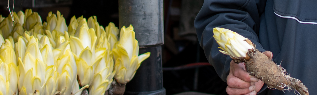 KI generiert: Mann hält Chicorée-Wurzel; daneben mehrere Chicorée-Knospen.