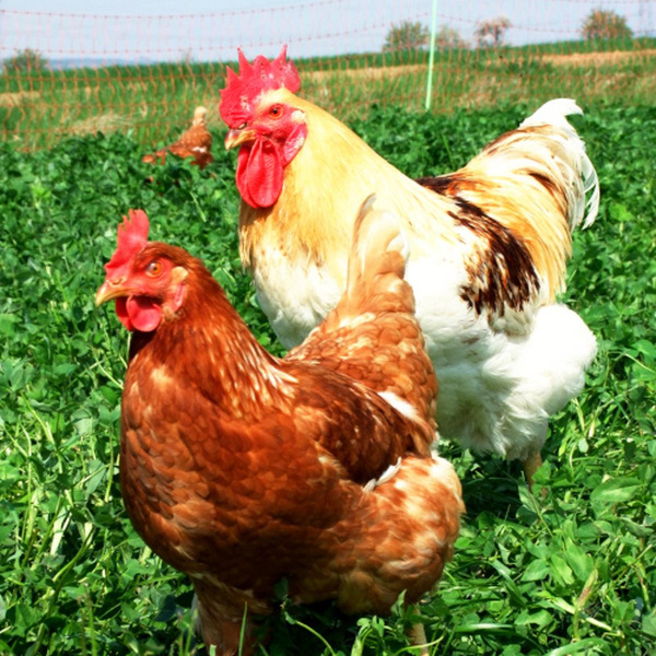 Produktfoto zu Hähnchen vom Biolandhof Penk ca. 1,7 - 2,2 kg