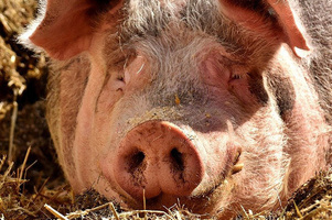 KI generiert: Ein Schwein liegt entspannt auf Stroh und ruht sich aus.