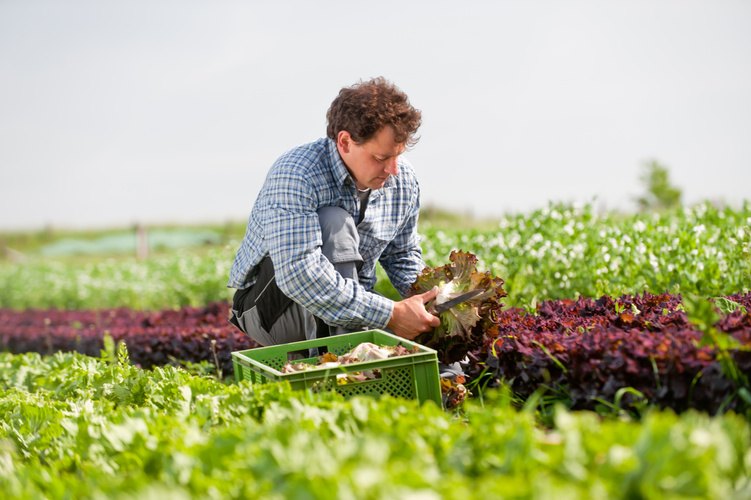 KI generiert: Ein Mann erntet Salat auf einem grünen Feld.