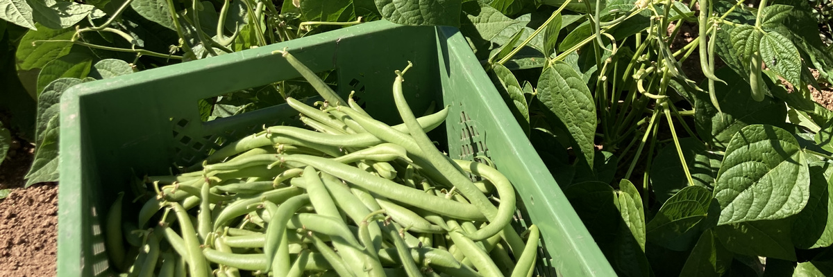 Interessiert Dich nicht die Bohne?