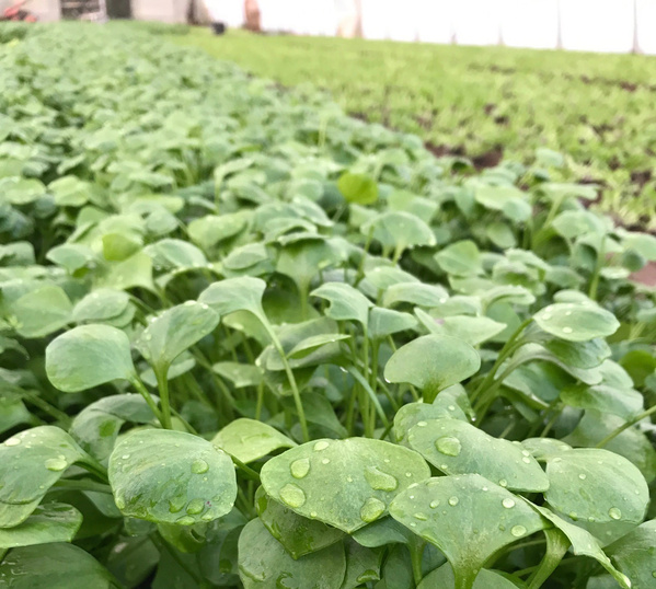 KI generiert: Das Bild zeigt eine Nahaufnahme von grünen Blättern einer Pflanze, die mit Wassertropfen bedeckt sind. Im Hintergrund ist eine Pflanzreihe in einem Gewächshaus oder Garten sichtbar.