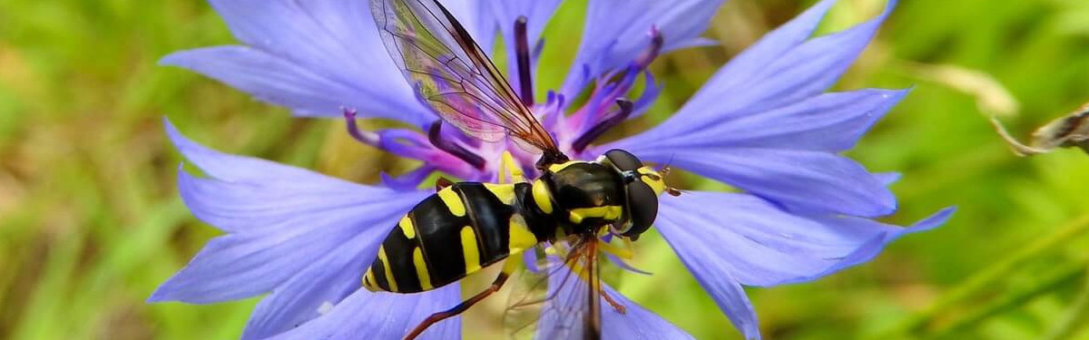Gelbrandschwebefliege auf Blüte