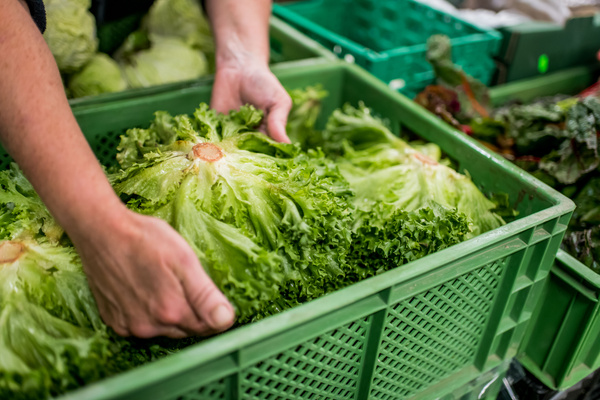 KI generiert: Das Bild zeigt Hände, die Salatköpfe in einer grünen Kiste ordnen oder einpacken. Im Hintergrund sind weitere grüne Kisten mit Gemüse zu sehen.