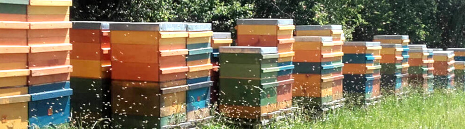 KI generiert: Bunte Bienenstöcke in einer Reihe auf einer Wiese, umgeben von fliegenden Bienen.