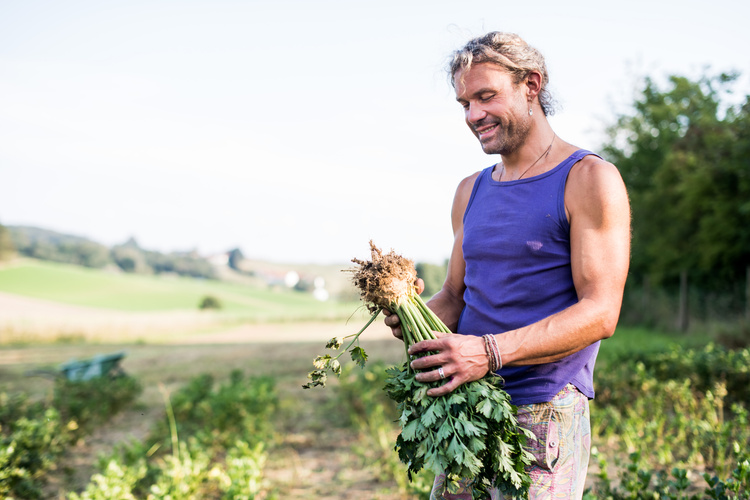 Sellerieernte auf dem Feld