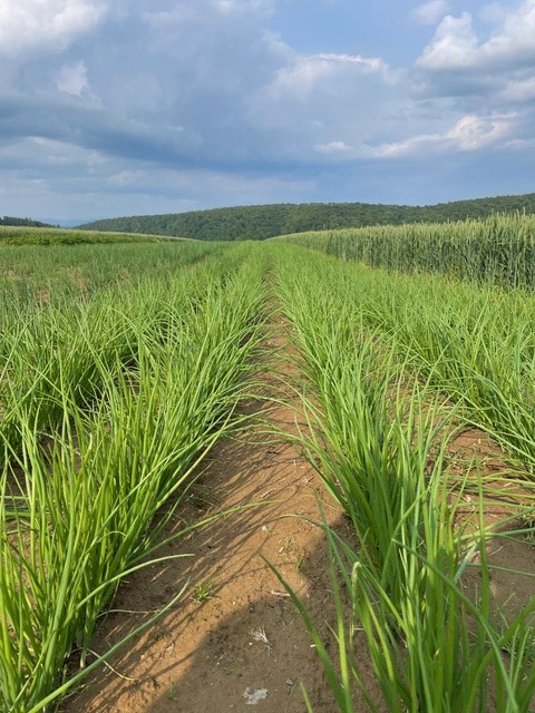 KI generiert: Ein grünes Feld mit Pflanzenreihen unter blauem Himmel und Wolken.