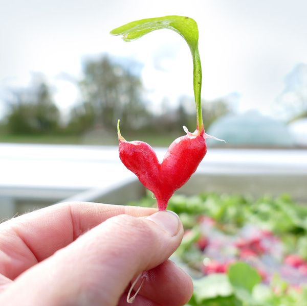 Radieschen in Herzform