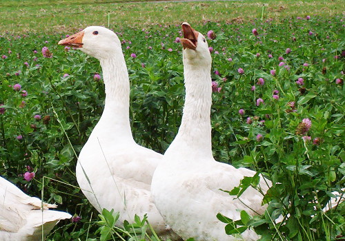Gänse