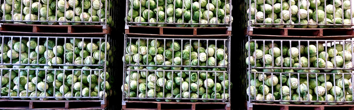 KI generiert: Das Bild zeigt eine große Ansammlung von frischen, grünen Kohlköpfen. Der Hauptinhalt des Bildes ist die Darstellung von Kohl als Gemüse.