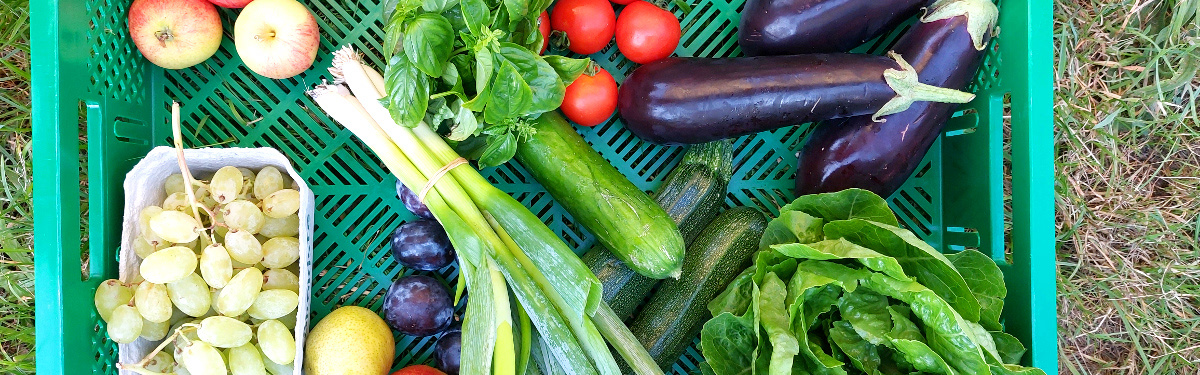 Ökokiste Gemüse und Obst Warenkunde
