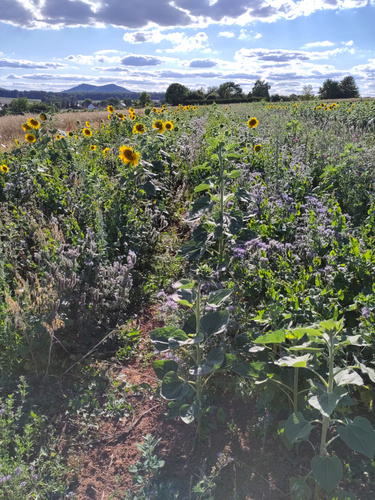 KI generiert: Das Bild zeigt ein Feld mit blühenden Sonnenblumen unter einem blauen Himmel mit einigen Wolken. Im Hintergrund sind Berge und Bäume zu sehen.