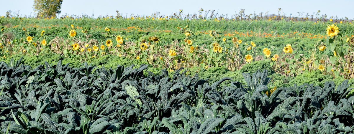 Schwarkohl und Sonnenblumen auf dem herbstlichen Acker