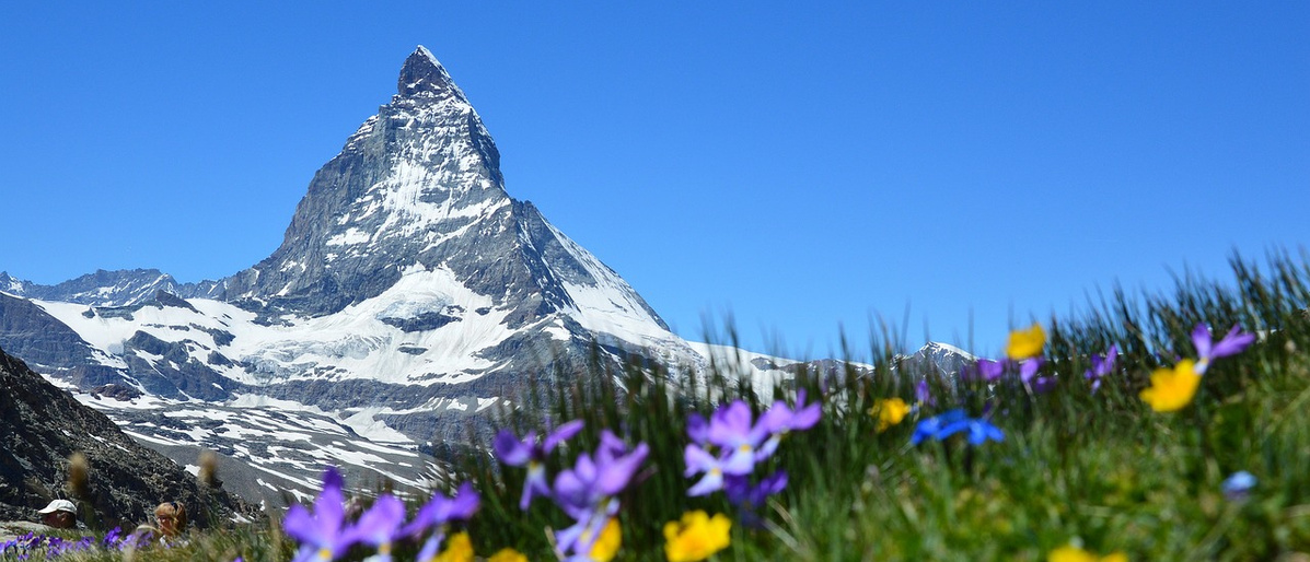 Matterhorn und Blumen