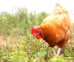 Henne Ökologische Tierzucht