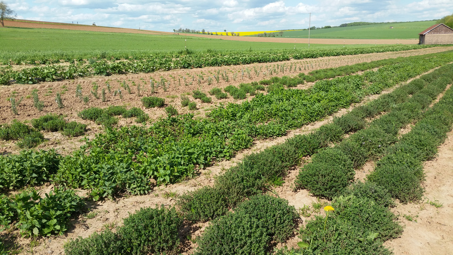 Acker mit Kräutern und Salaten
