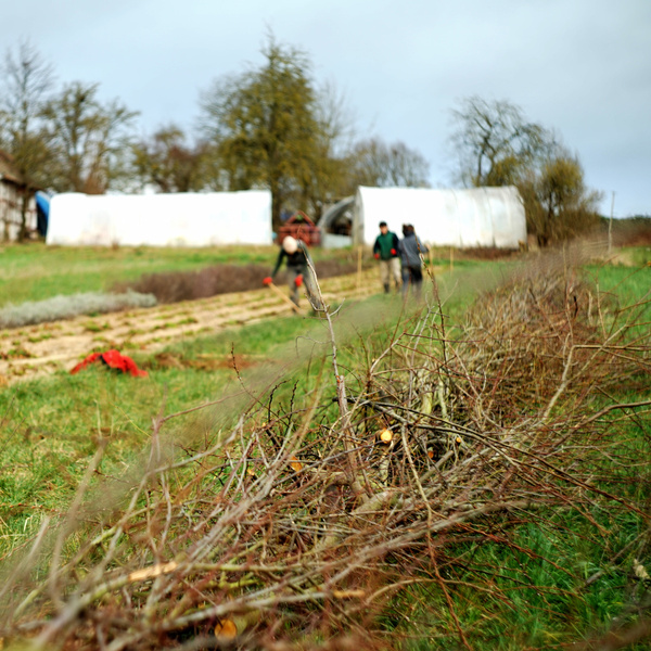 Benjeshecke im Vordergund, im Hintergrund das Gärtner*innen Team beim Bäume pflanzen