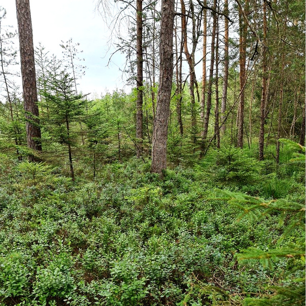 Moorlandschaft im Wald