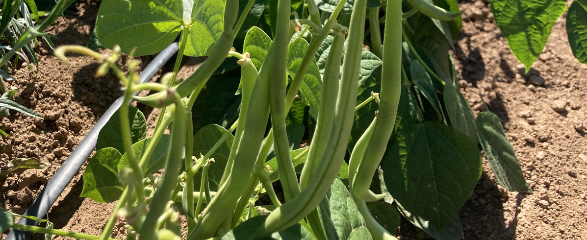 KI generiert: Grüne Bohnen wachsen an einer Pflanze im Garten. Erde und Blätter sind sichtbar.