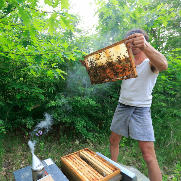 Imker Gunter Beyer in schaut seine Waben an,  mit Rauch