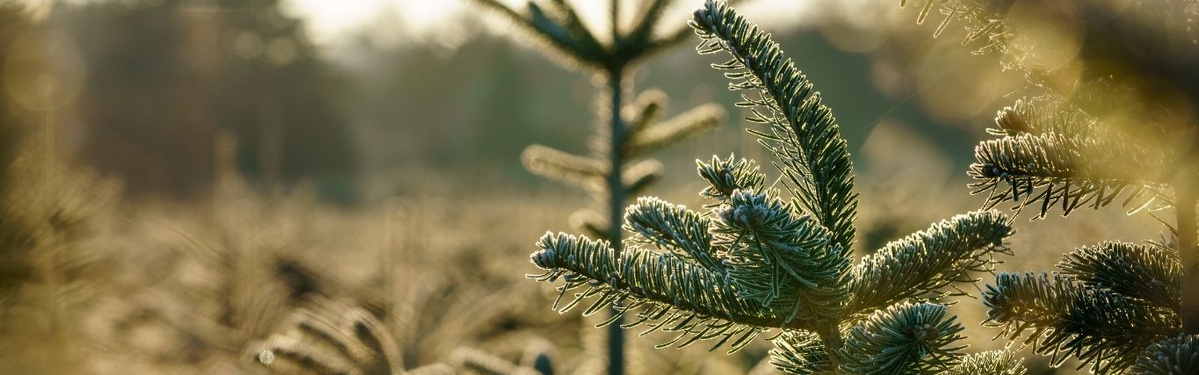 KI generiert: Tannenzweige in Nahaufnahme, beleuchtet von Sonnenstrahlen.