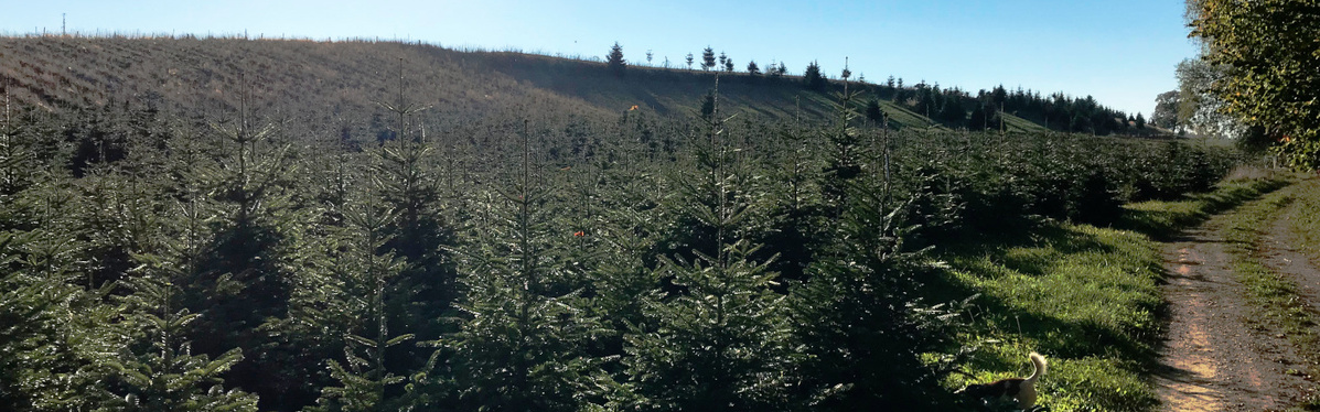 Schwarkohl und Sonnenblumen auf dem herbstlichen Acker