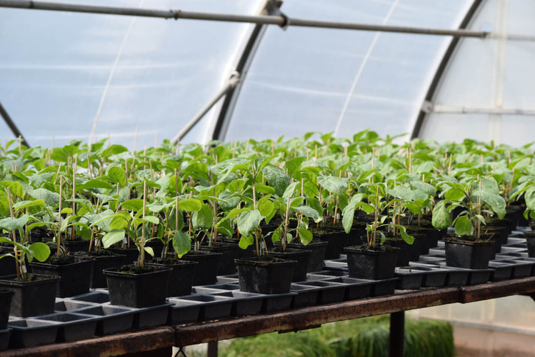 KI generiert: Pflanzen in schwarzen Töpfen in einem Gewächshaus.