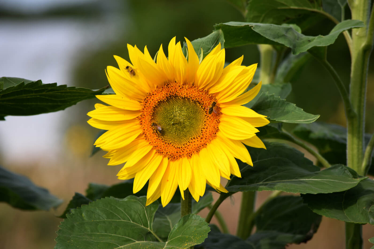 Gelbrandschwebefliege auf Blüte