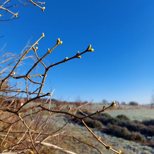 KI generiert: Äste mit kleinen Knospen vor blauem Himmel in einer ländlichen Landschaft.